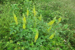 Crotalaria pallida